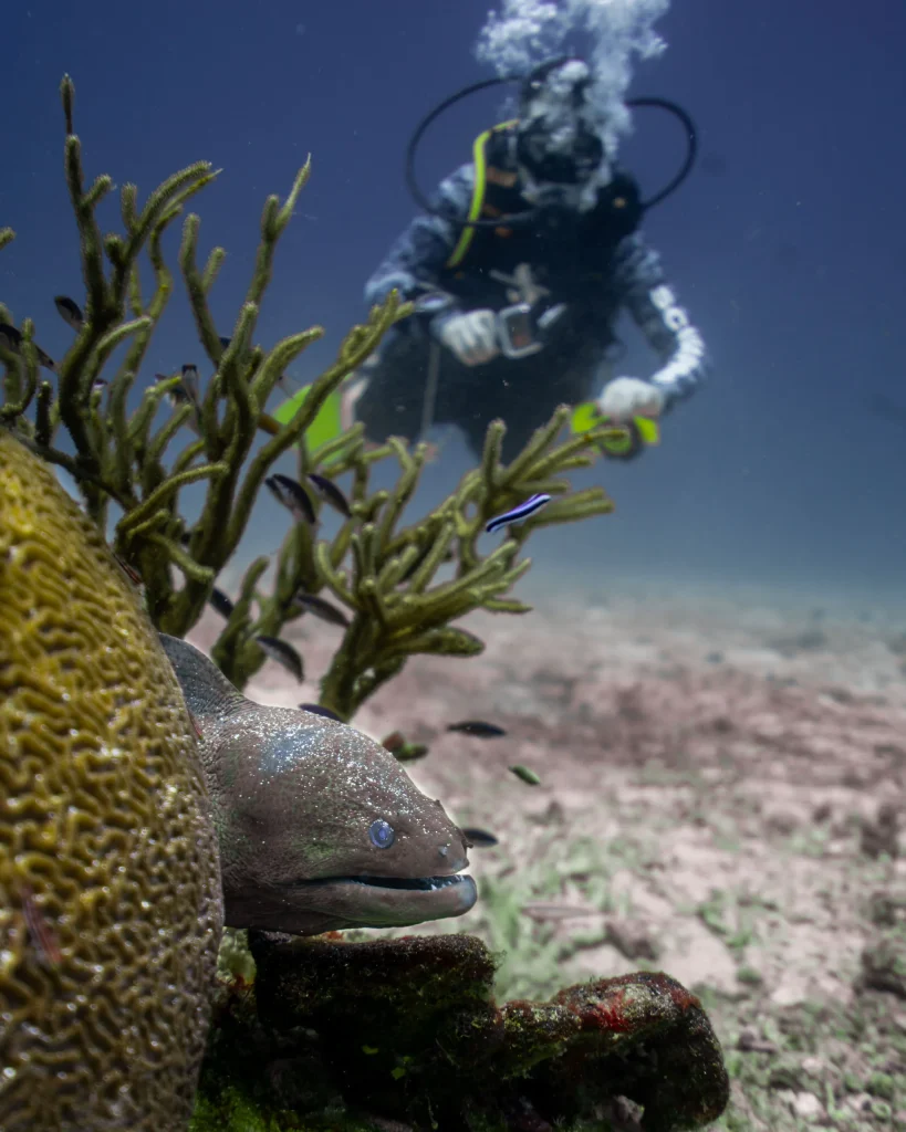 Surin Islands diving