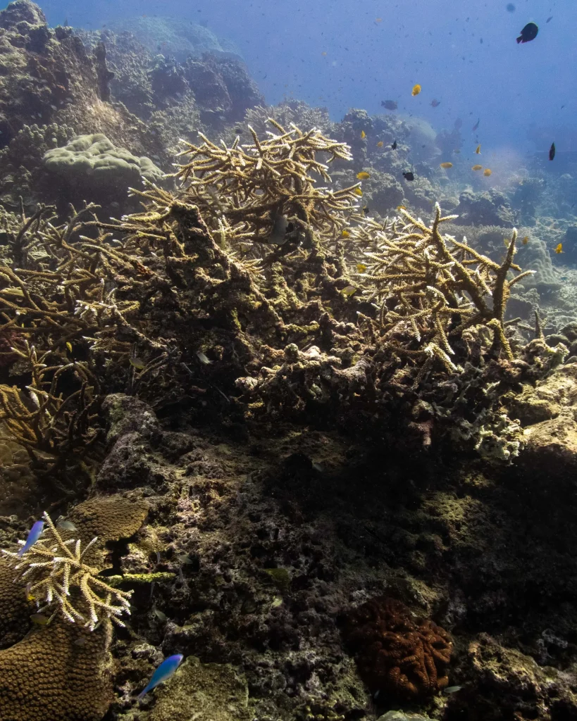dive Surin National Park.