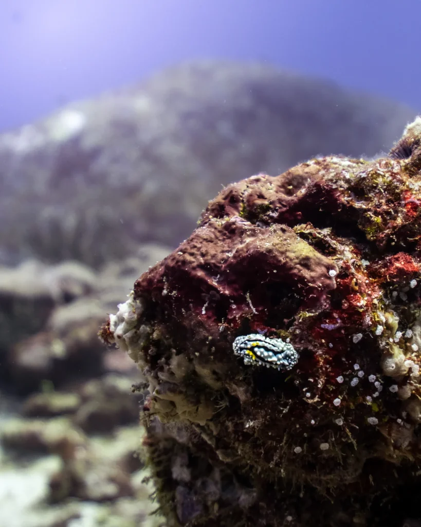 best dive sites in the Similan Islands.