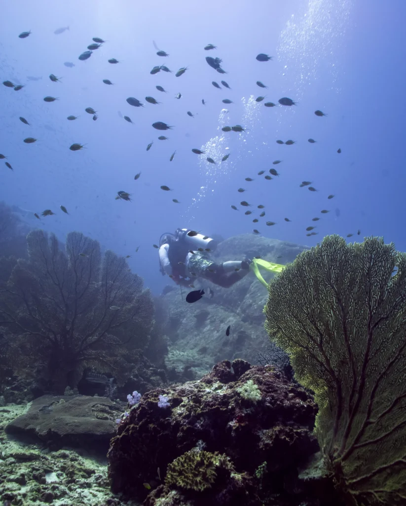 Twin Peaks dive site