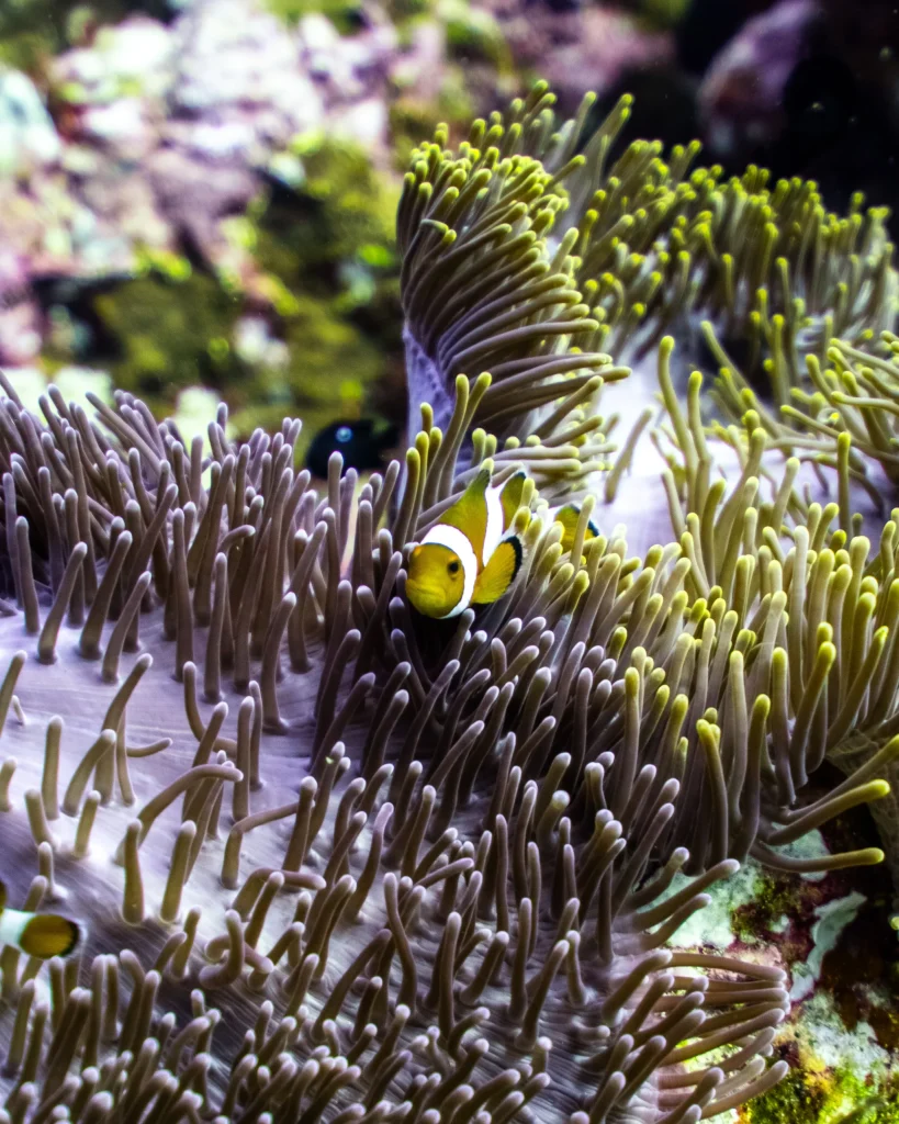 Surin Islands scuba diving