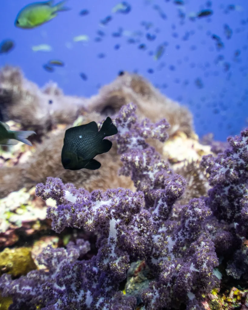 Andaman Sea dive sites.