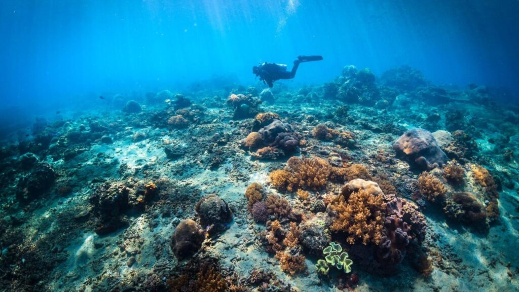 Koh Tachai Diving