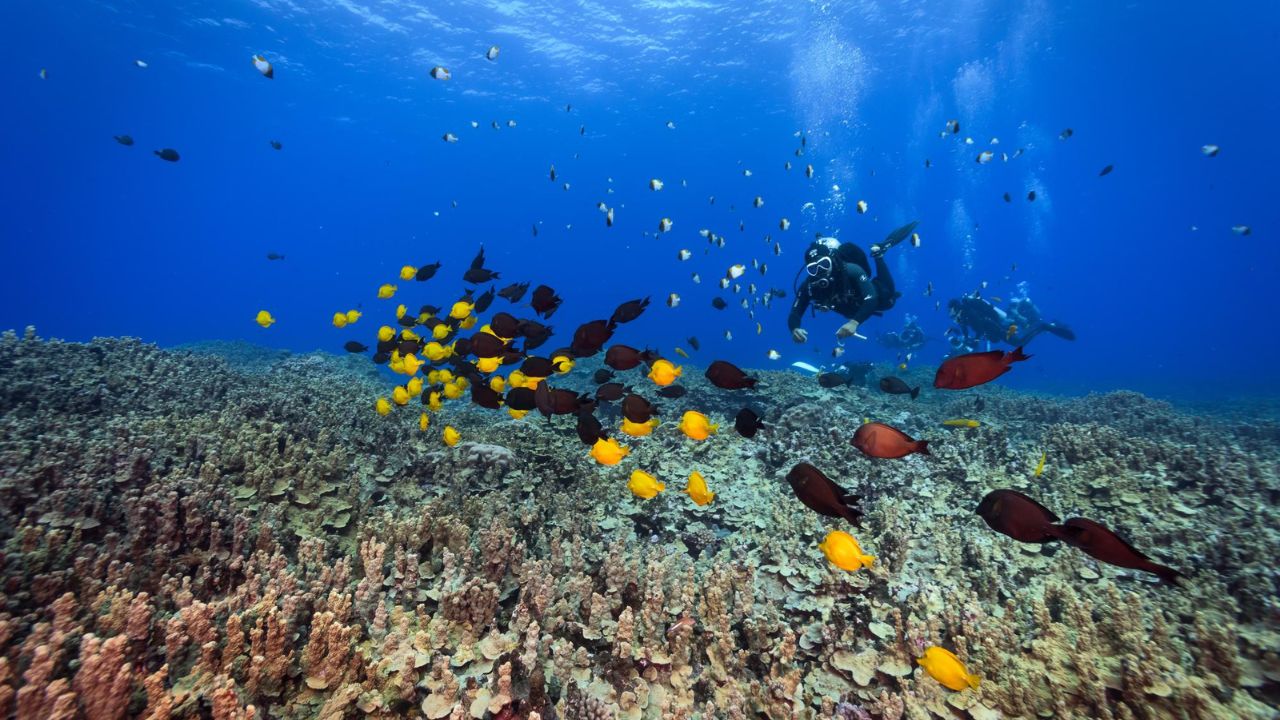 Richelieu Rock Diving